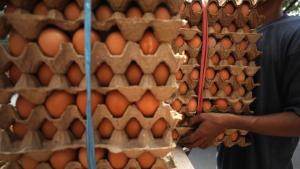 Lah, Indonesia Impor Telur Jauh-jauh dari Amerika Serikat