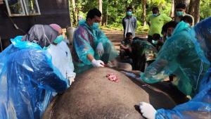 Gajah Peliharaan di Simalungun Sumut Mati Akibat Infeksi dan Kurang Gizi  