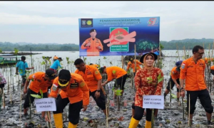 Basarnas Kendari Tanam 500 Bibit Mangrove Guna Merehabilitasi Kawasan Pesisir 