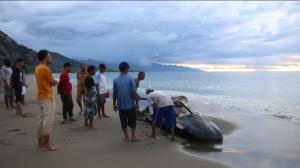 KKP Tangani Langsung Paus Sperma Terdampar di Perbatasan Indonesia-Timor Leste