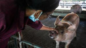  Mentan: Virus dan Bakteri Penyebab Flu Babi Afrika Sedang Bangkit Lagi