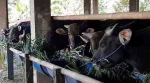 Pedagang Sapi dan Kambing Qurban Sudah Marak di Kota Bekasi, Segini Harganya!