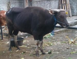Polri Sebar 9.300 Hewan Kurban dan 10 Ton Rendang ke Seluruh Indonesia