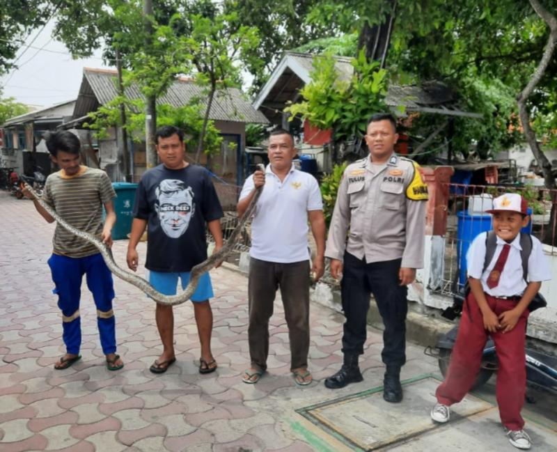 Bhabinkamtibmas Pulau Lancang Bersama Warga Evakuasi Ular Sanca 2,5 Meter