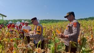 Panen Raya Polda Jambi: 46,2 Ton Jagung dari 15,25 Hektar, Bukti Sinergi untuk Ketahanan Pangan