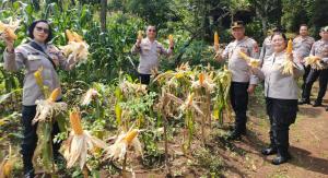 Polsek Pondok Gede Monitoring Ketahanan Pangan di Jatimurni, Lahan di Kelola Oleh Kelompok Tani (Poktan) GEMPOL