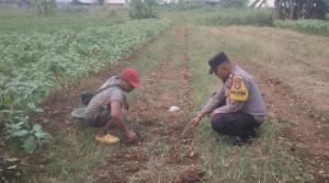 Bhabinkamtibmas Rawalumbu Aktif Dukung Ketahanan Pangan Lewat Pemantauan Tanaman Jagung di Bojong Menteng